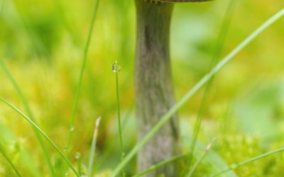 Syyslomaviikolla mahdollisuus osallistua tiedeleirille