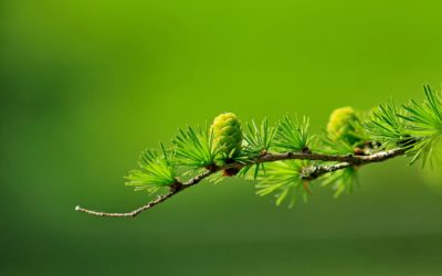 Alueen korkeakouluilta ympäristöpääkaupunkivuoden teemoihin liittyvä verkkokurssi