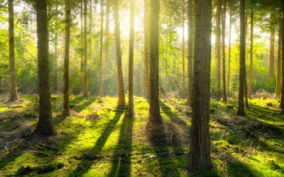 Metsäpohjainen piha paransi päiväkotilasten immuunijärjestelmää jo kuukaudessa